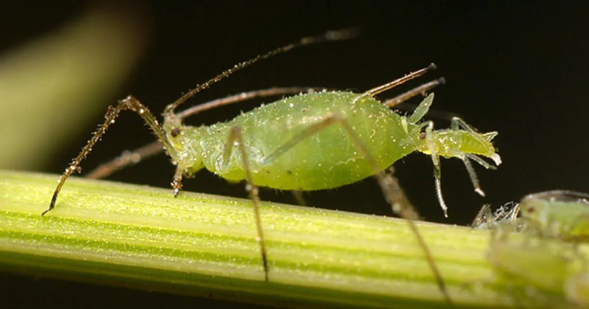 Aphids