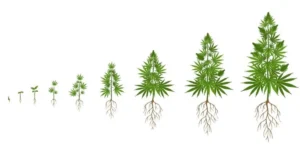 Cannabis Growth Cycle