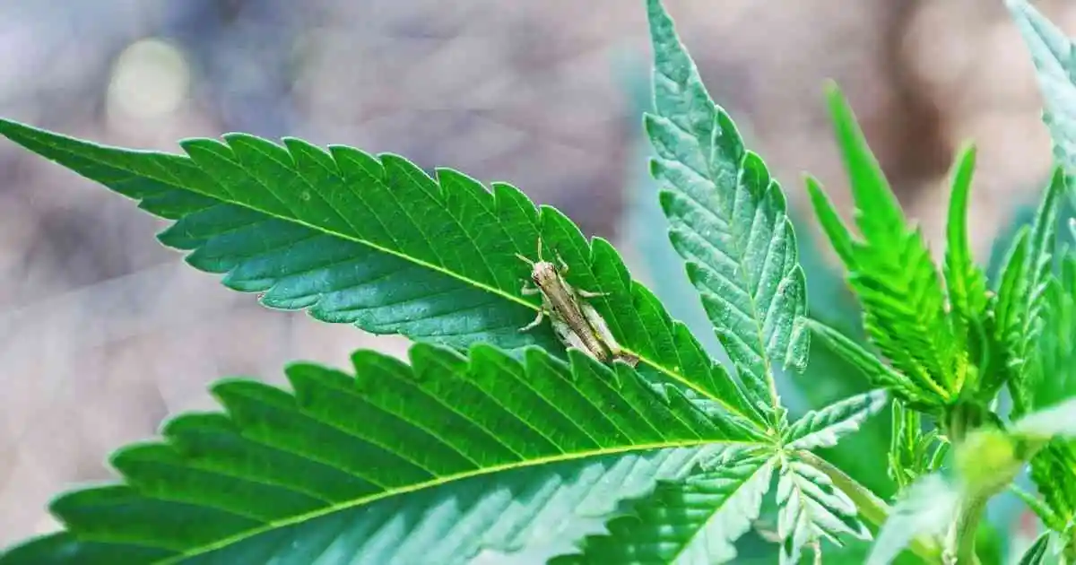 Cannabis Pests