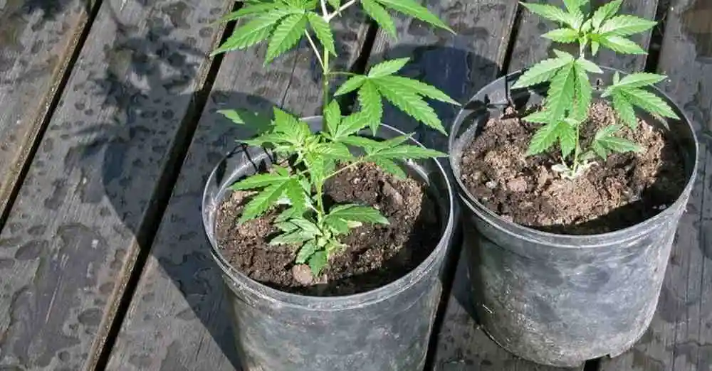 Companion Planting Cannabis