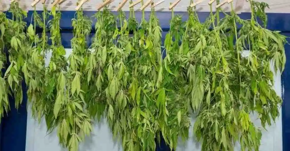 Harvesting Drying and Curing of cannabis