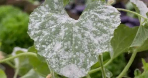 White Powdery Mildew